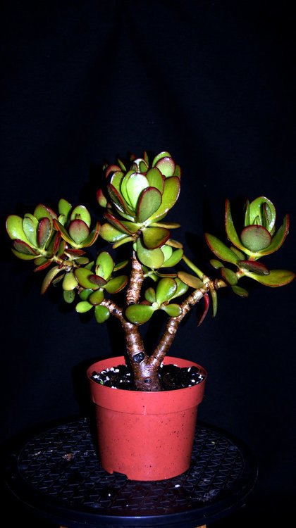 918047466_Octobre2020CrassulaOvata.thumb.JPG.1f11fbb16e8be861e426ab4072d819a9.JPG