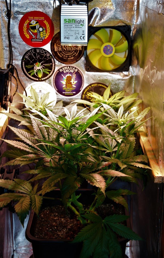 https://www.cannaweed.com/uploads/monthly_2020_10/IMG_3524.JPG.49f7a5839effb960cc8f150777bdf70b.JPG