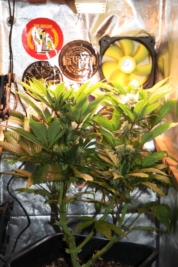 https://www.cannaweed.com/uploads/monthly_2020_10/IMG_3675.JPG.36108d7c0e6d59d01eea63fee3716b02.JPG
