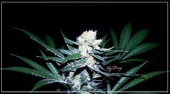 FLO+43 Blueberry 1  bud.JPG