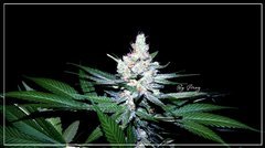 FLO+43 Blueberry 2  bud.JPG