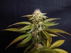 "12/12" +37 - Special Occasion (Cannarado) phéno 2
