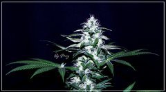 FLO+43 NL#5 B bud.JPG