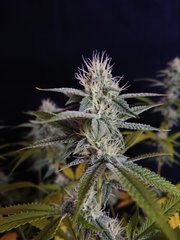 "12/12" +37 - OG kush (clone)