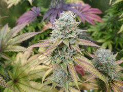 OG Kush "Flo+56" 🏆