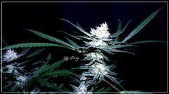 FLO+43 NL#5 D bud.JPG