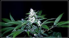 FLO+43 Jack-Flash#5 C bud.JPG