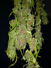 20201004_034437.jpg