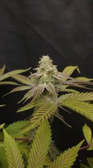 Sour Gelato