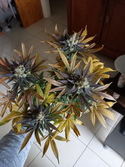 20201013_174357.jpg