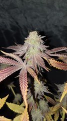 Sour Gelato
