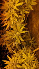 20201026_075045.jpg