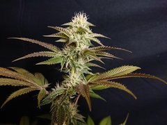 "12/12" +37 - Special Occasion (Cannarado) phéno 1