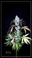 FLO+62 NL#5-Haze #5 .JPG