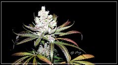 FLO+62 NL#5-Haze #5 bud .JPG