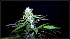 FLO+43 Spécial Queen 1 bud.JPG