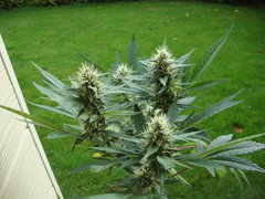 DSC07840.JPG