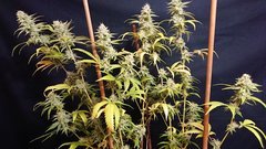 OG Kush "Flo+47" 🍋 💣