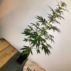 IMG_20191204_012230_630.jpg