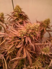 IMG_20200924_203345.jpg
