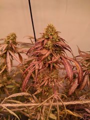 IMG_20200924_203349.jpg