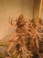 IMG_20200924_203356.jpg