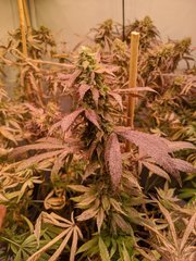IMG_20200924_203404.jpg