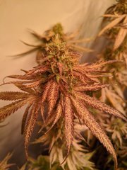 IMG_20200924_203420.jpg