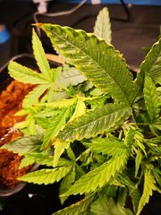 IMG_20201001_144830.jpg
