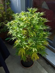IMG_20201004_130728.jpg