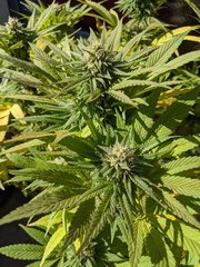 IMG_20201004_130735.jpg