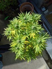 IMG_20201004_130744.jpg