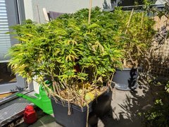 IMG_20201004_131342.jpg