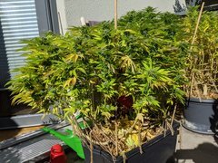 IMG_20201004_131349.jpg