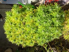 IMG_20201004_131442.jpg