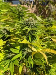 IMG_20201004_131524.jpg