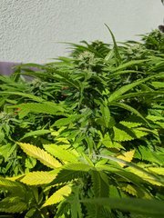 IMG_20201004_131545.jpg