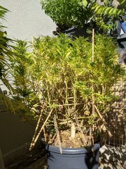 IMG_20201004_131855.jpg