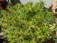 IMG_20201004_131940.jpg