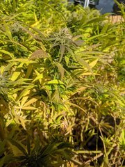 IMG_20201004_132016.jpg
