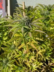 IMG_20201004_132029.jpg