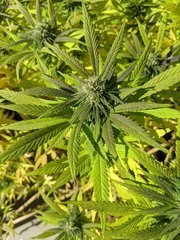 IMG_20201004_132044.jpg