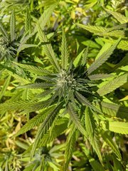 IMG_20201004_132057.jpg