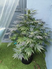 Dinamed CBD +