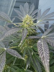 Dinamed CBD +