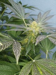 Dinamed CBD +
