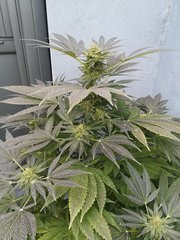 Dinamed CBD +