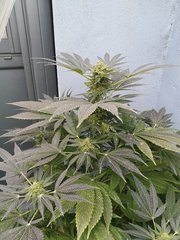Dinamed CBD +