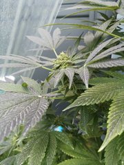 Dinamed CBD +