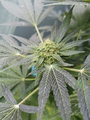 Dinamed CBD +